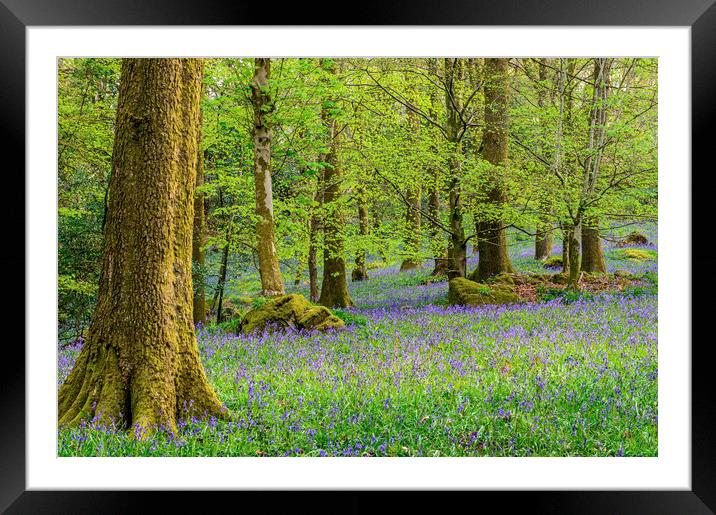 Bluebell Woods in Spring in the Lake District Framed Mounted Print by Nick Jenkins