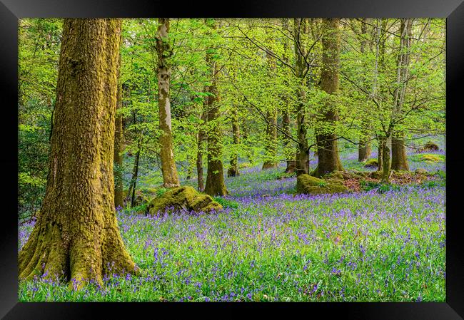 Bluebell Woods in Spring in the Lake District Framed Print by Nick Jenkins