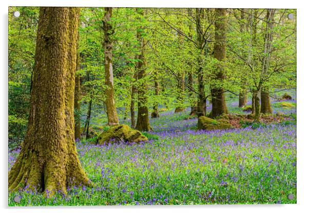 Bluebell Woods in Spring in the Lake District Acrylic by Nick Jenkins