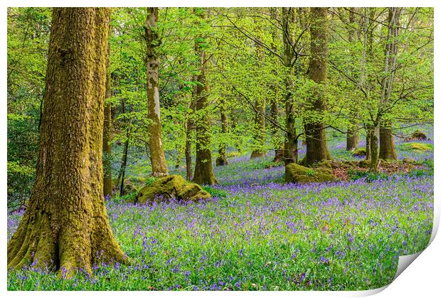 Bluebell Woods in Spring in the Lake District Print by Nick Jenkins