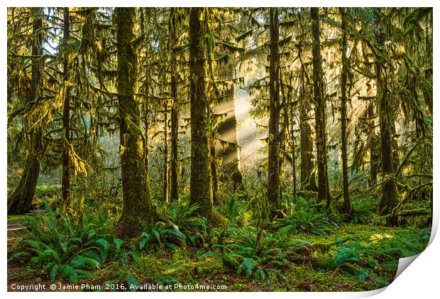 Hall of Mosses in the Hoh Rainforest. Print by Jamie Pham