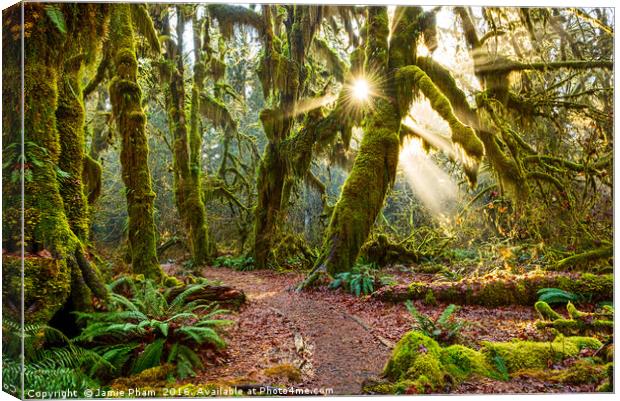 Hall of Mosses in the Hoh Rainforest. Canvas Print by Jamie Pham