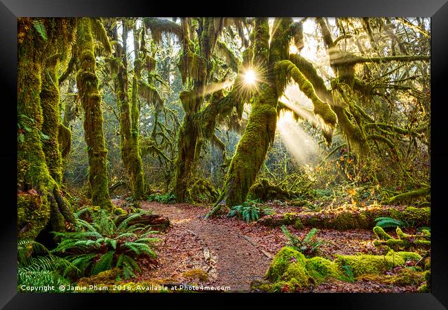 Hall of Mosses in the Hoh Rainforest. Framed Print by Jamie Pham