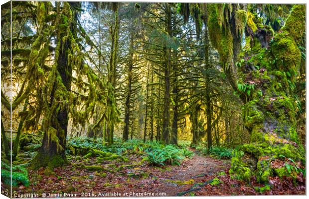 Hall of Mosses in the Hoh Rainforest. Canvas Print by Jamie Pham