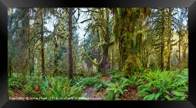 Hall of Mosses in the Hoh Rainforest. Framed Print by Jamie Pham
