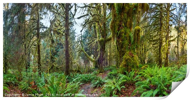 Hall of Mosses in the Hoh Rainforest. Print by Jamie Pham