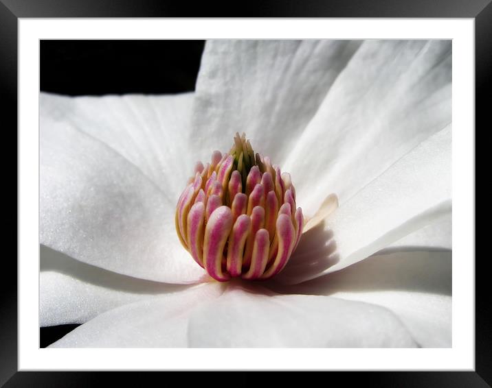 Saucer Magnolia Framed Mounted Print by Mary Lane