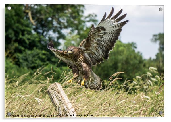 Touchdown! Well Almost! Buzzard Landing Acrylic by Gordon Dimmer