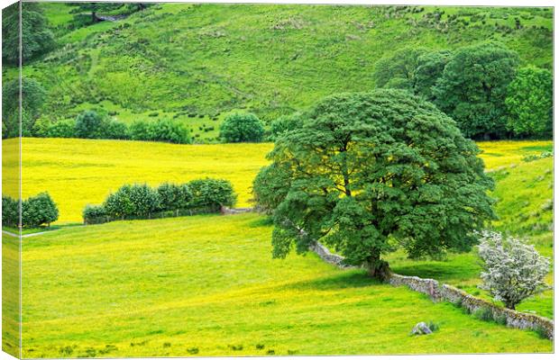 Buttercup Meadow in Deepdale Yorkshire Dales Canvas Print by Nick Jenkins