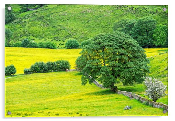 Buttercup Meadow in Deepdale Yorkshire Dales Acrylic by Nick Jenkins