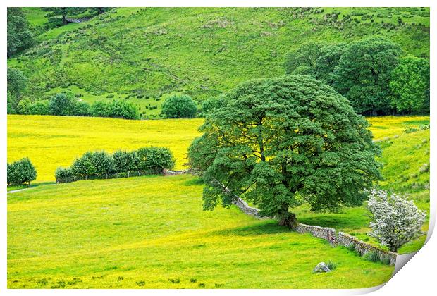 Buttercup Meadow in Deepdale Yorkshire Dales Print by Nick Jenkins