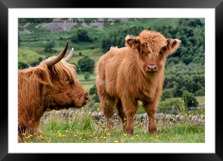 Highland Cattle Framed Mounted Print by Jason Connolly