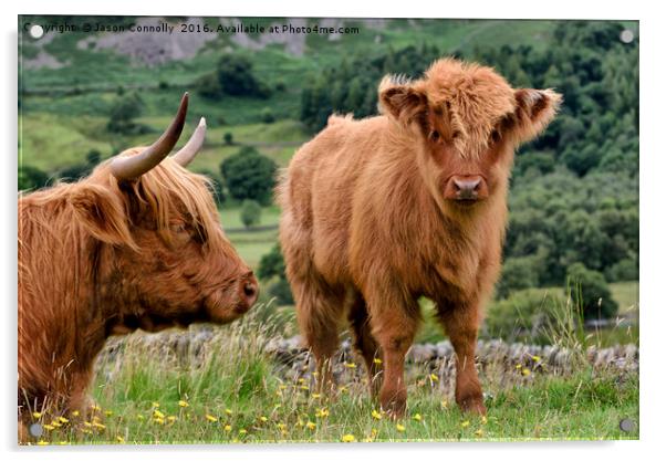 Highland Cattle Acrylic by Jason Connolly