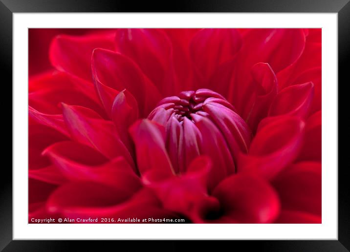 Red Dahlia Flower Framed Mounted Print by Alan Crawford