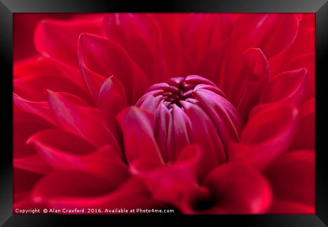 Red Dahlia Flower Framed Print by Alan Crawford