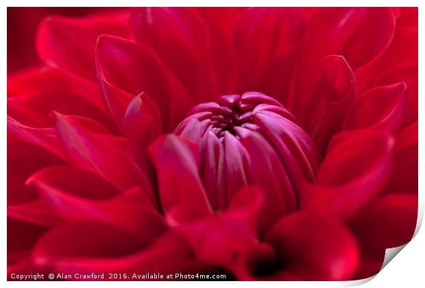 Red Dahlia Flower Print by Alan Crawford