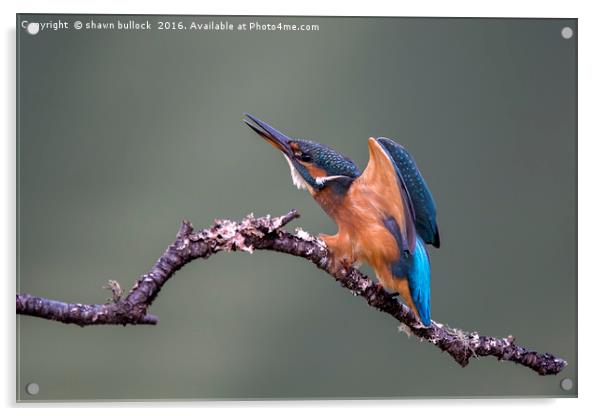 Kingfisher Acrylic by shawn bullock