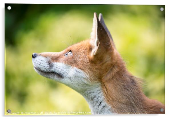 Fox looking upwards Acrylic by Jonathon Cuff