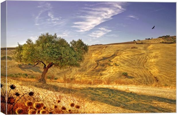    Olive Tree Valley Sunshine                      Canvas Print by Mal Bray