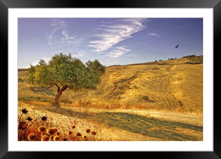    Olive Tree Valley Sunshine                      Framed Mounted Print by Mal Bray