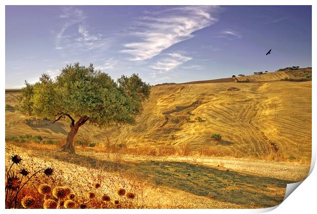    Olive Tree Valley Sunshine                      Print by Mal Bray