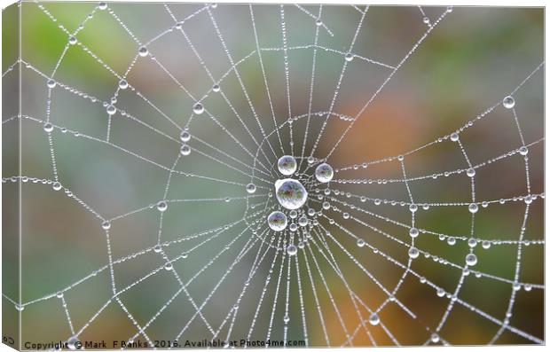 Spiderweb  dewdrops Canvas Print by Mark  F Banks