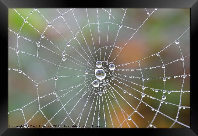 Spiderweb  dewdrops Framed Print by Mark  F Banks