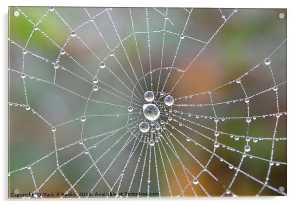 Spiderweb  dewdrops Acrylic by Mark  F Banks