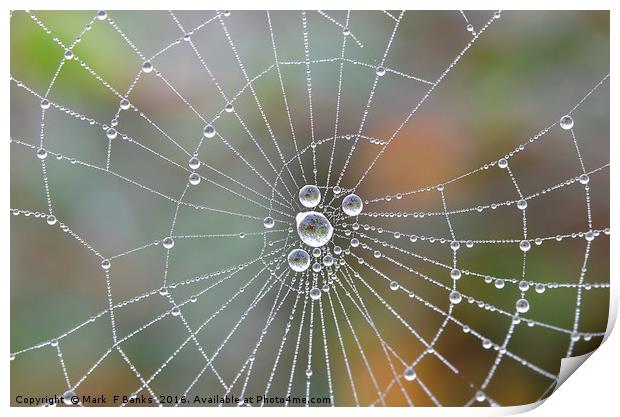 Spiderweb  dewdrops Print by Mark  F Banks