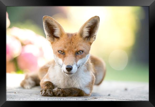 Local fox posing. Framed Print by Jonathon Cuff