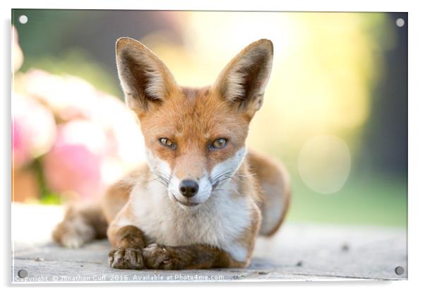 Local fox posing. Acrylic by Jonathon Cuff