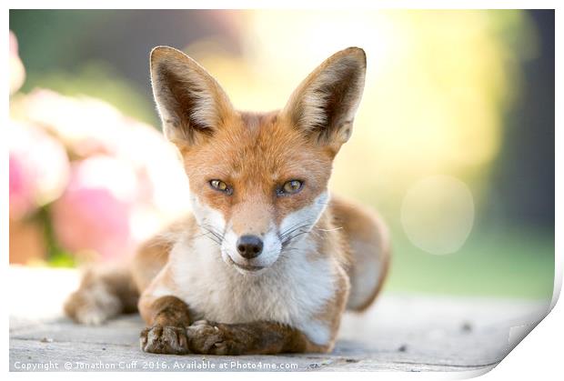 Local fox posing. Print by Jonathon Cuff