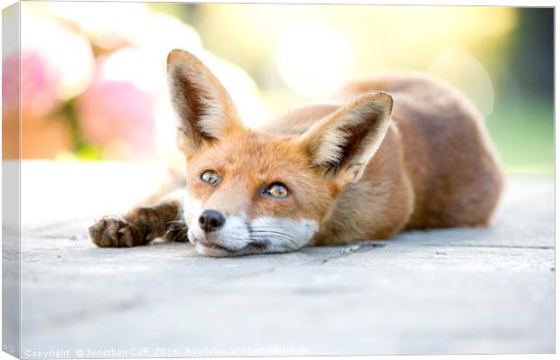 Friendly local wild vixen, lying down out of the h Canvas Print by Jonathon Cuff