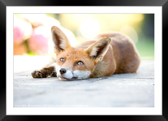 Friendly local wild vixen, lying down out of the h Framed Mounted Print by Jonathon Cuff