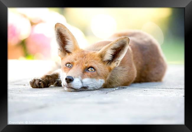 Friendly local wild vixen, lying down out of the h Framed Print by Jonathon Cuff