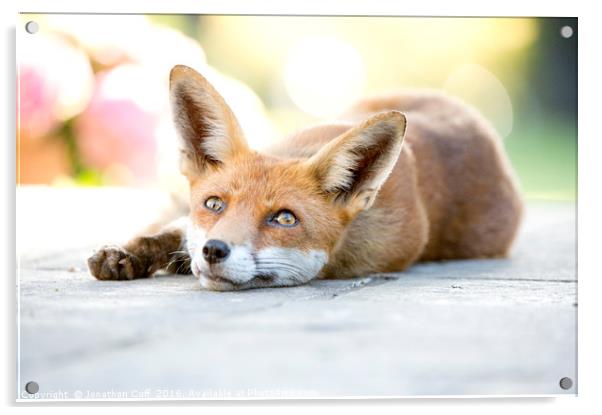 Friendly local wild vixen, lying down out of the h Acrylic by Jonathon Cuff