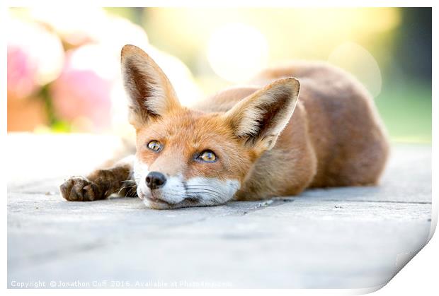 Friendly local wild vixen, lying down out of the h Print by Jonathon Cuff