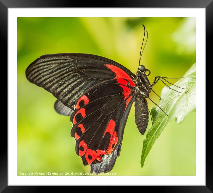 Scarlett Mormon Butterfly Framed Mounted Print by AMANDA AINSLEY