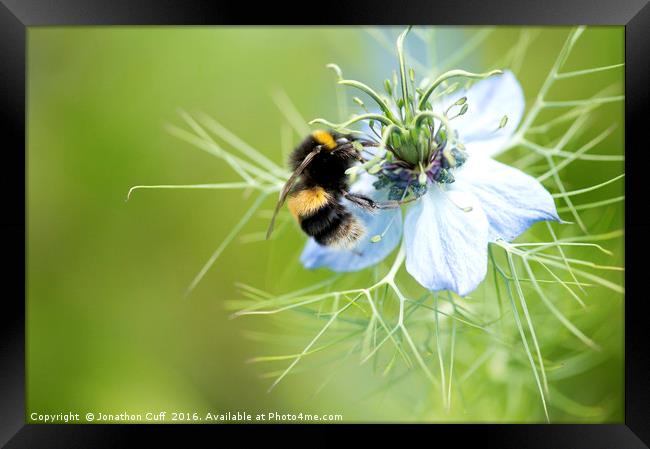 Bee collecting pollen from nigella flower Framed Print by Jonathon Cuff