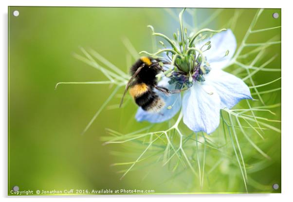 Bee collecting pollen from nigella flower Acrylic by Jonathon Cuff
