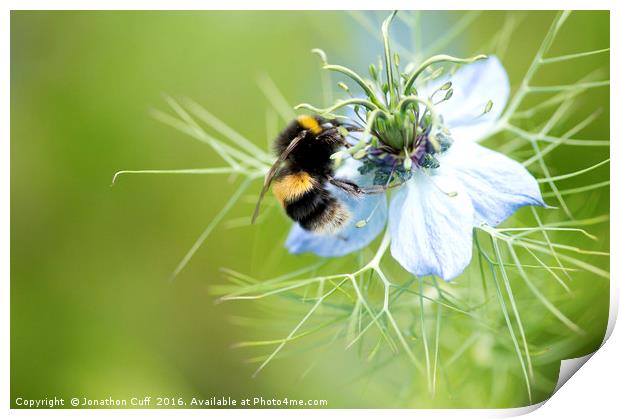 Bee collecting pollen from nigella flower Print by Jonathon Cuff