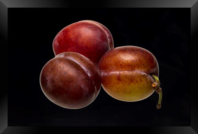 Victoria Plums Framed Print by David French