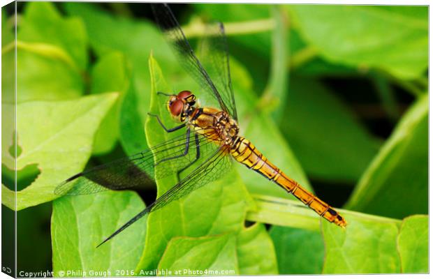Dragonfly (Common Hawker) Canvas Print by Philip Gough