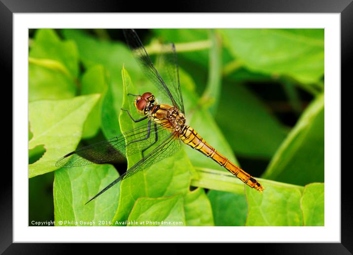 Dragonfly (Common Hawker) Framed Mounted Print by Philip Gough