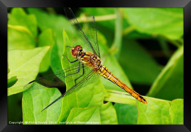 Dragonfly (Common Hawker) Framed Print by Philip Gough