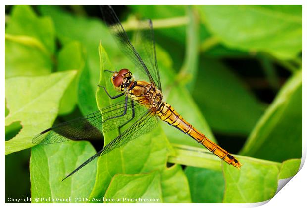 Dragonfly (Common Hawker) Print by Philip Gough