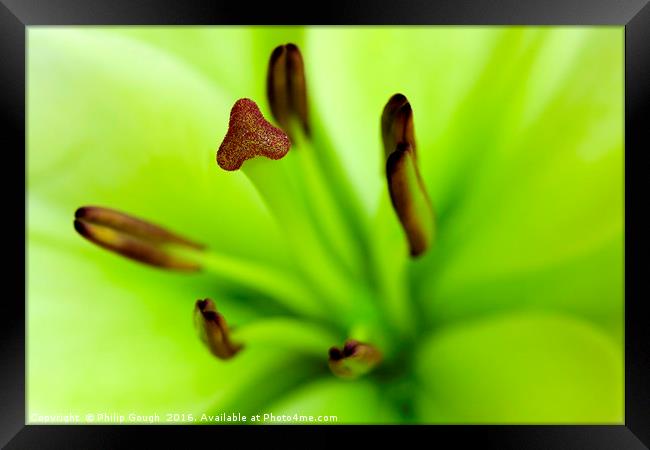 Lilie (Lilium longiflorum) Framed Print by Philip Gough
