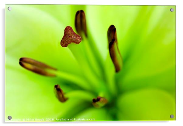 Lilie (Lilium longiflorum) Acrylic by Philip Gough