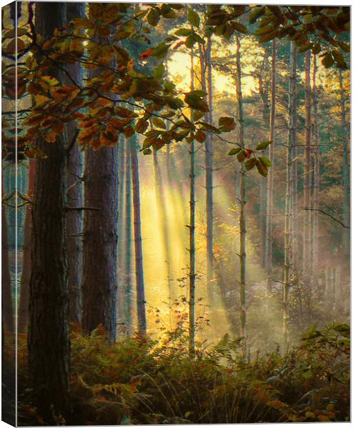Autumn Gold Canvas Print by Clive Ashton