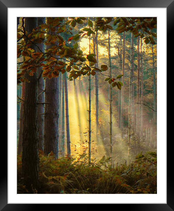 Autumn Gold Framed Mounted Print by Clive Ashton